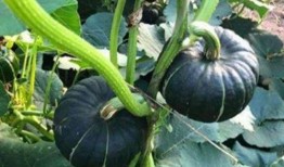 三亚的吃瓜网红叫什么