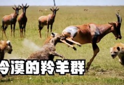 羊了羊娱乐吃瓜