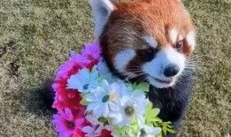 小熊猫送花爆料视频大全,甜蜜瞬间尽收眼底