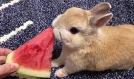 吃瓜的兔子小说免费阅读,揭秘小说世界中的奇幻冒险之旅