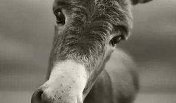 谁爆料八卦大驴的视频大全,独家爆料视频大全大揭秘