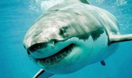 海洋爆料大白鲨视频,海洋爆料大白鲨神秘现身