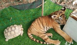 大树爆料小老虎视频播放,小老虎视频引发网友热议，精彩瞬间盘点