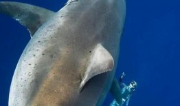 海洋爆料大白鲨视频,海洋爆料大白鲨神秘现身