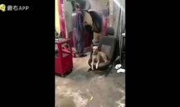 内鬼凯亚爆料视频大全,揭秘视频大全背后的惊人真相