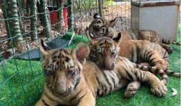 大树爆料小老虎视频播放,小老虎视频引发网友热议，精彩瞬间盘点