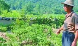 罪爱杨锁在线观看