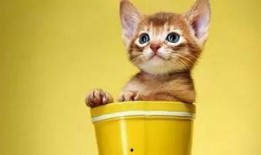 外卖员爆料宠物猫视频大全,宠物猫温馨瞬间大盘点