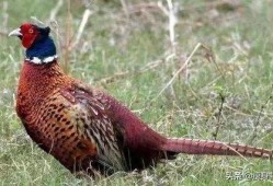 山鸡鱼的爆料方法视频大全