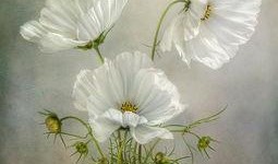 俏女性花开在线观看