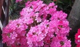 俏女性花开在线观看