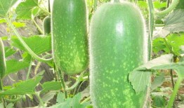 网红蔡二哥吃瓜图片高清,高清图曝光引网友热议