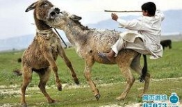 谁爆料八卦大驴的视频大全,独家爆料视频大全大揭秘