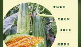 吃网红羊角蜜瓜,甜蜜诱惑，瓜界新宠