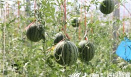 平邑网红吃瓜事件视频,一场网络热议的瓜田奇遇