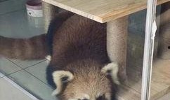 小熊猫送花爆料视频大全,甜蜜瞬间尽收眼底