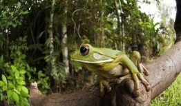 吃瓜蛙免费,揭秘娱乐圈背后的秘密与真相