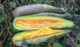 网红吃瓜视频的特点,娱乐狂欢背后的真相与争议