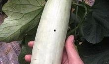 三亚的吃瓜网红叫什么