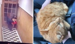 外卖员爆料宠物猫视频大全,宠物猫温馨瞬间大盘点