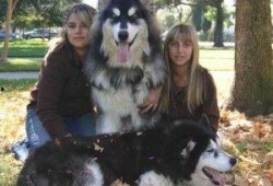 阿拉斯加雪橇爆料视频,独家爆料视频带你领略极限运动风采