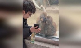 网友爆料猴哥视频大全,猴哥视频大全，欢乐无限，笑料横生！