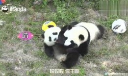小熊猫送花爆料视频大全,甜蜜瞬间尽收眼底