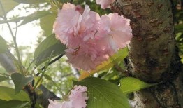 俏女性花开在线观看