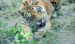 大树爆料小老虎视频播放,小老虎视频引发网友热议，精彩瞬间盘点