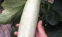 在景区吃瓜的网红,美食美景两不误