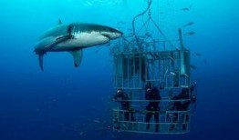 海洋爆料大白鲨视频,海洋爆料大白鲨神秘现身