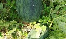 免费吃瓜入口附近,一场味蕾与心灵的盛宴