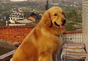 金毛和姐姐娱乐吃瓜酱,娱乐吃瓜酱的趣味日常